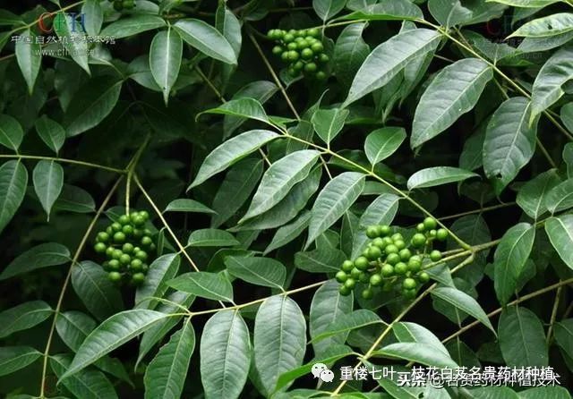 致富经华北种植药材_华北致富药材种植有限公司_华北致富药材种植基地地址