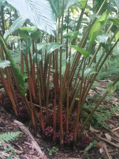 草果种植技术_种植草果技术要点_草果种植需要什么条件