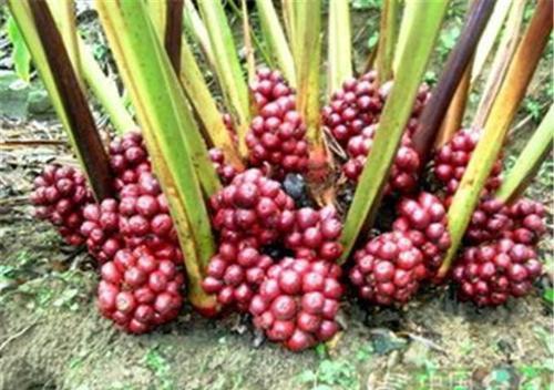 草果种植技术_草果种植需要什么条件_种植草果技术要点