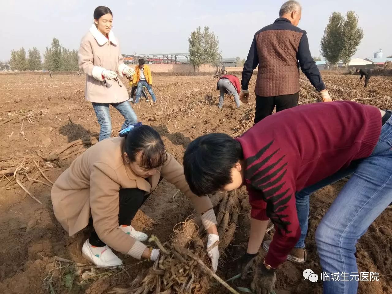 致富经华北种植药材_华北种什么药材贵当年收获_华北致富药材种植基地