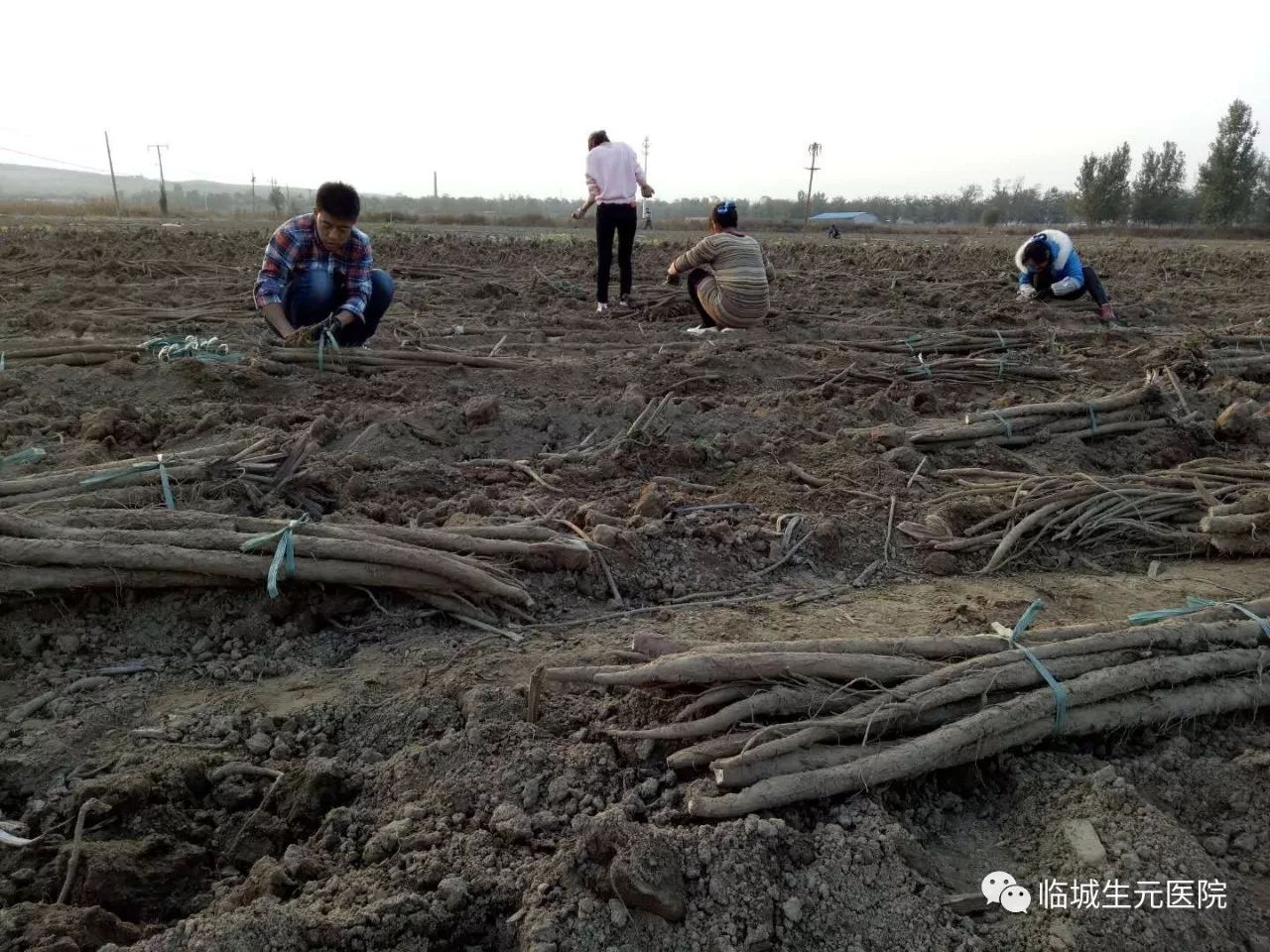 致富经华北种植药材_华北致富药材种植基地_华北种什么药材贵当年收获