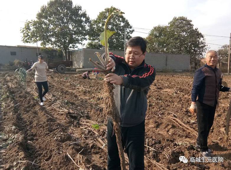 华北种什么药材贵当年收获_华北致富药材种植基地_致富经华北种植药材