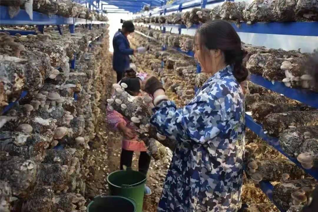 香菇种植致富经_种植致富香菇_香菇种植效益