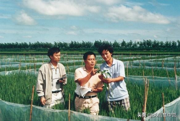 盘锦稻田养蟹技术_辽宁盘锦稻蟹苗养殖技术_盘锦稻田蟹苗价格