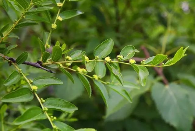 大枣种植树技术与管理_大枣树种植技术_大枣种植树技术要点