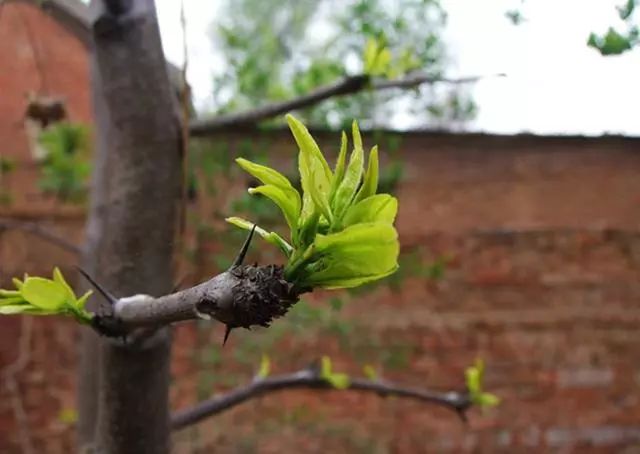 大枣树种植技术_大枣种植树技术要点_大枣种植树技术与管理