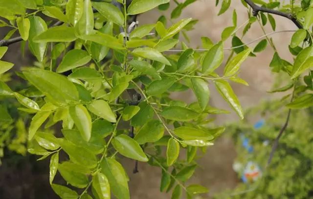 大枣种植树技术与管理_大枣种植树技术要点_大枣树种植技术