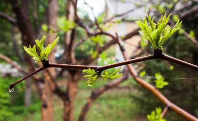 大枣种植树技术要点_大枣树种植技术_大枣种植树技术与管理