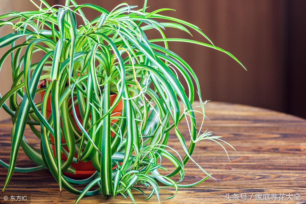 香蕉盆栽的种植方法_香蕉花盆种植技术与管理_香蕉花盆种植技术