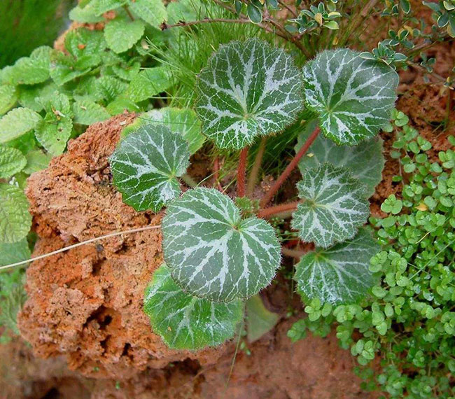 虎耳草的种植前景