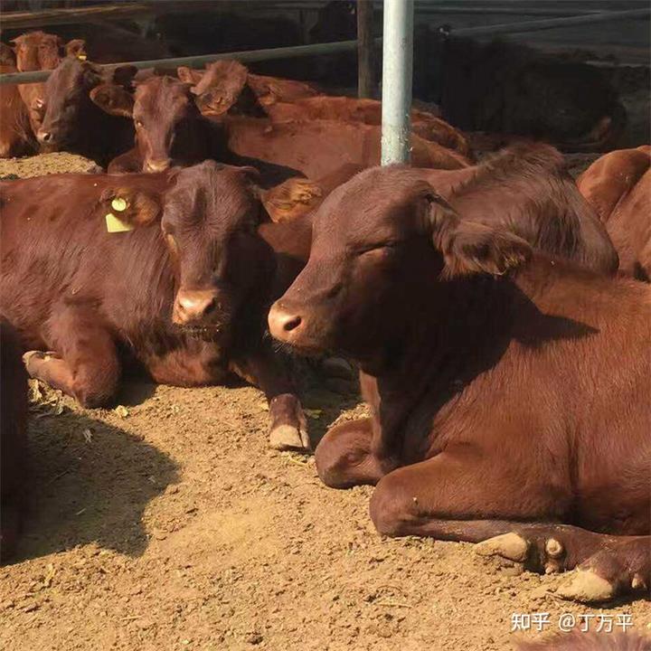 致富经黄牛养殖技术_黄牛养殖致富经视频_致富养殖黄牛技术怎么样