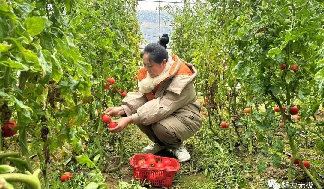 大棚西红柿高产种植技术视频_大棚西红柿种植与管理技术视频_大棚西红柿种植致富