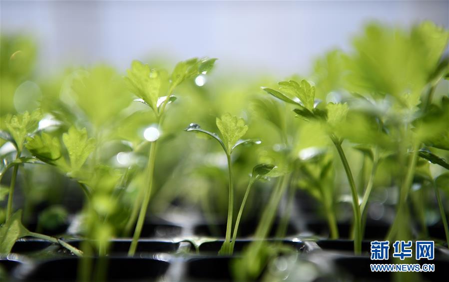 靑苔种植_红菜苔最新种植技术视频_农广天地红菜苔种植技术视频