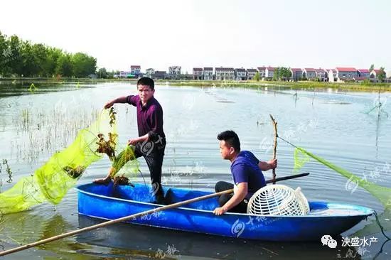 追踪小龙虾从养殖到餐桌的24小时之旅