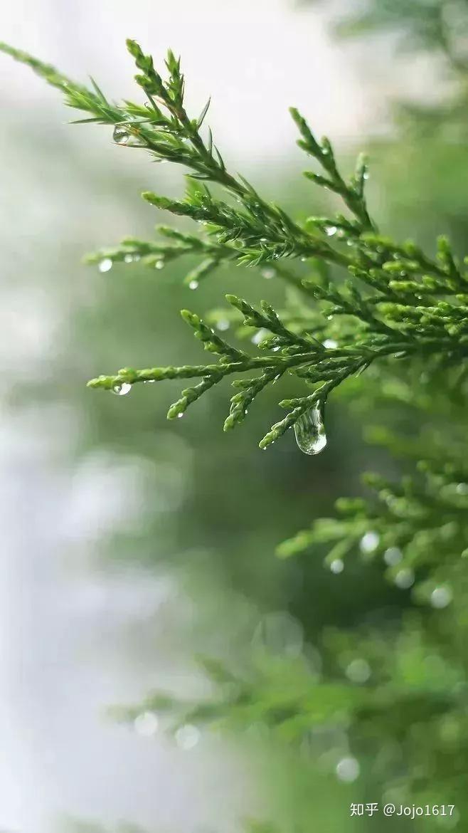 种植花卉致富_种花致富选什么品种_种植花草怎么致富