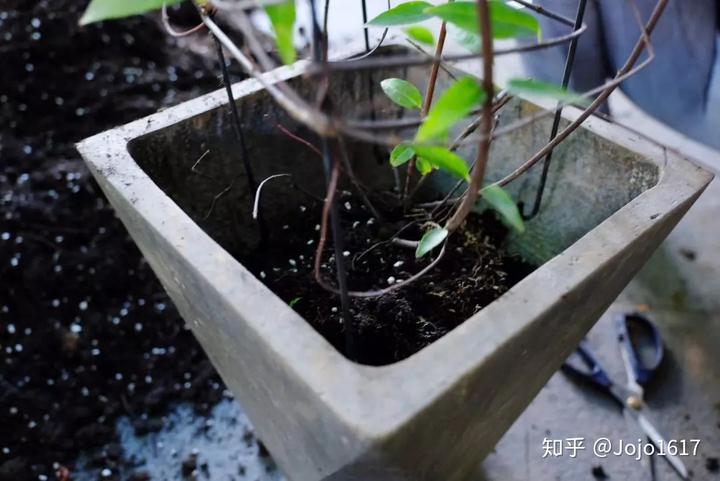 种植花草怎么致富_种植花卉致富_种花致富选什么品种