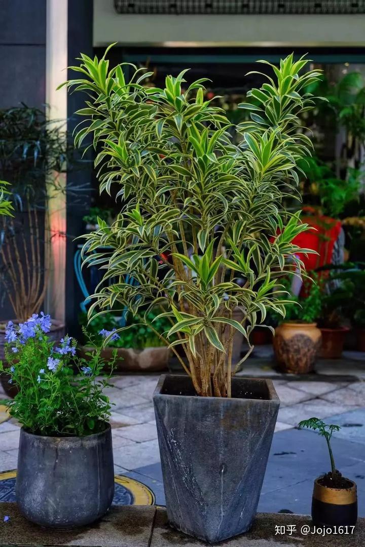 种植花卉致富_种花致富选什么品种_种植花草怎么致富