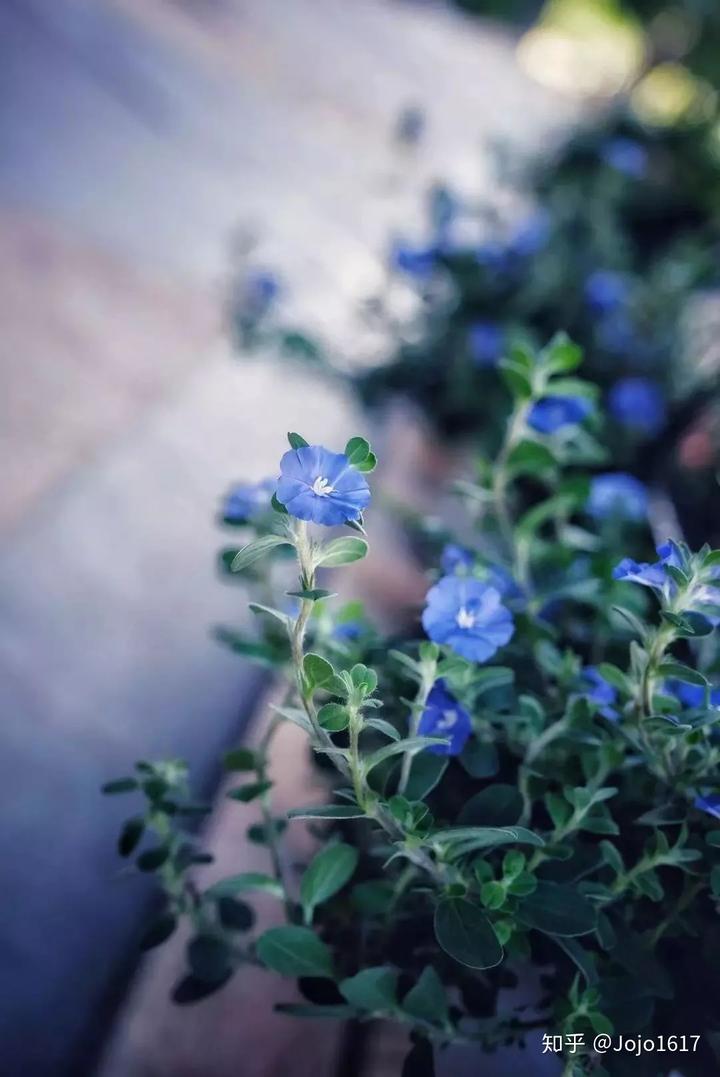 种植花卉致富_种花致富选什么品种_种植花草怎么致富