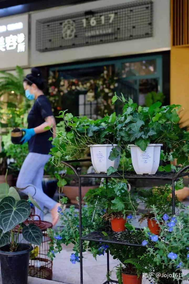 种植花草怎么致富_种花致富选什么品种_种植花卉致富