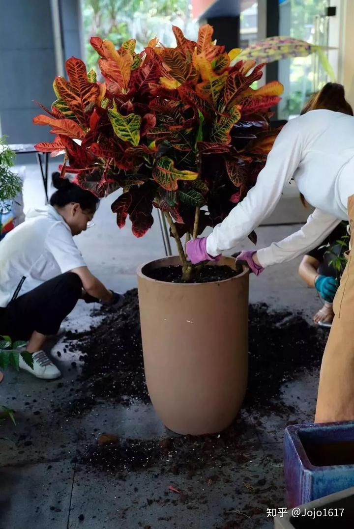 种花致富选什么品种_种植花草怎么致富_种植花卉致富