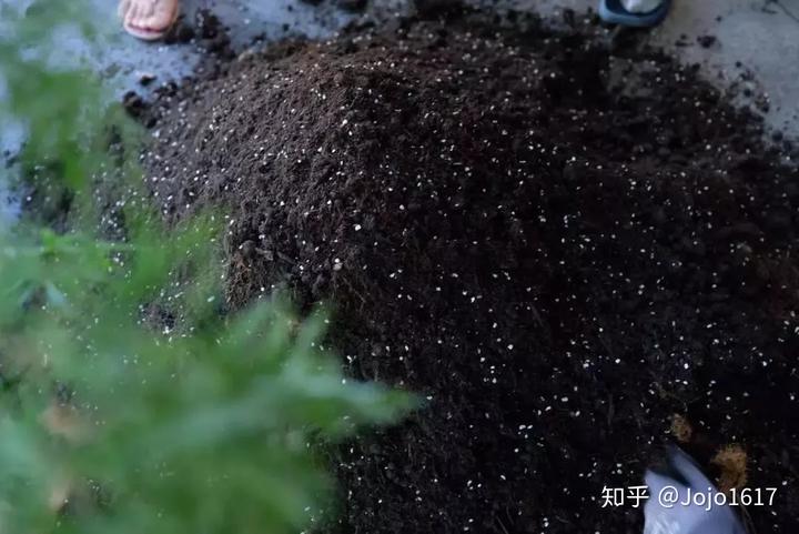 种植花草怎么致富_种花致富选什么品种_种植花卉致富