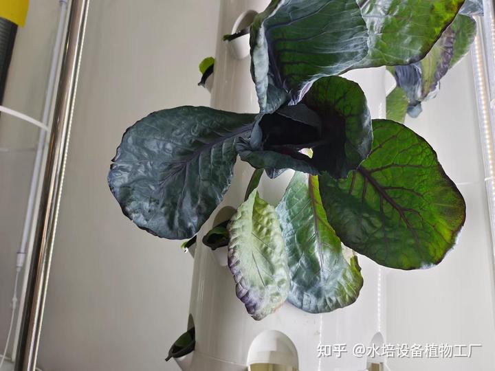 种兰花视频教程_西兰花的种植技术视频_兰花栽培技术视频