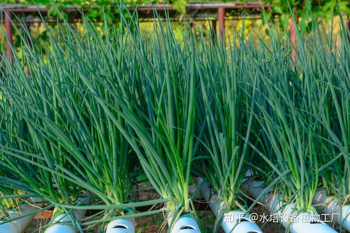 兰花栽培技术视频_种兰花视频教程_西兰花的种植技术视频