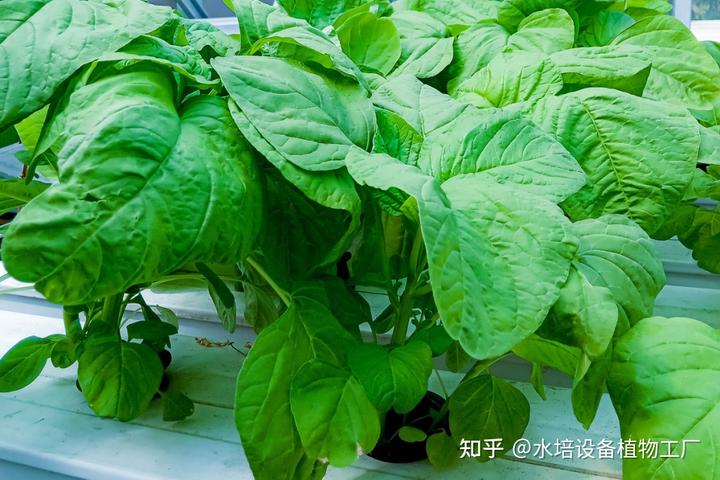 兰花栽培技术视频_种兰花视频教程_西兰花的种植技术视频