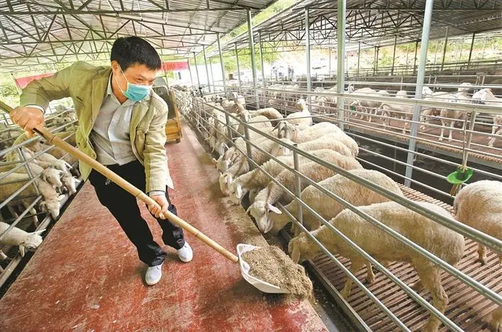 致富养殖深圳项目招标_深圳养殖致富项目_致富养殖业