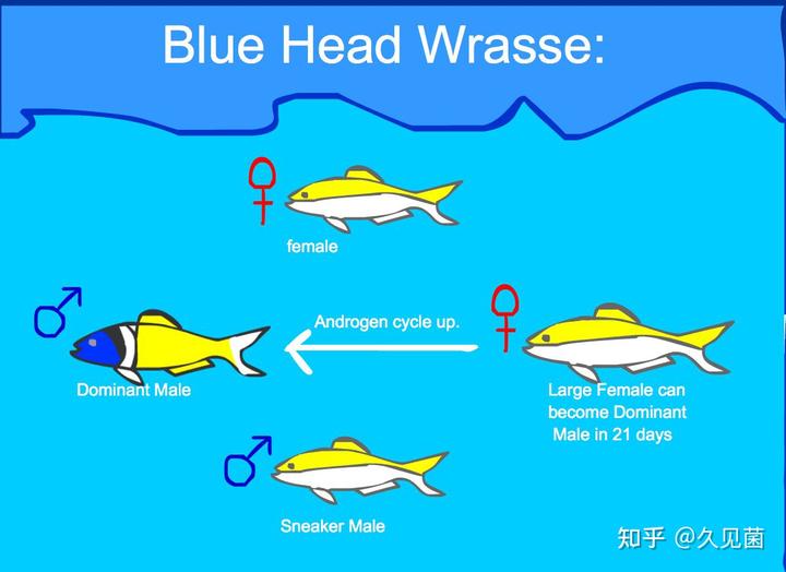 致富经   黄鳝_致富经黄鳝养殖视频_致富黄鳝养殖技术