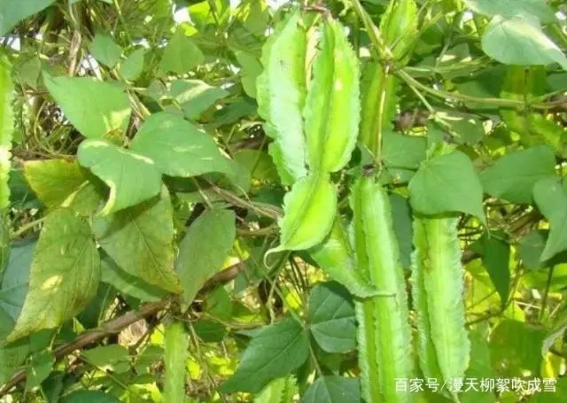 漫天说种植，关于大棚茄子种植管理技术