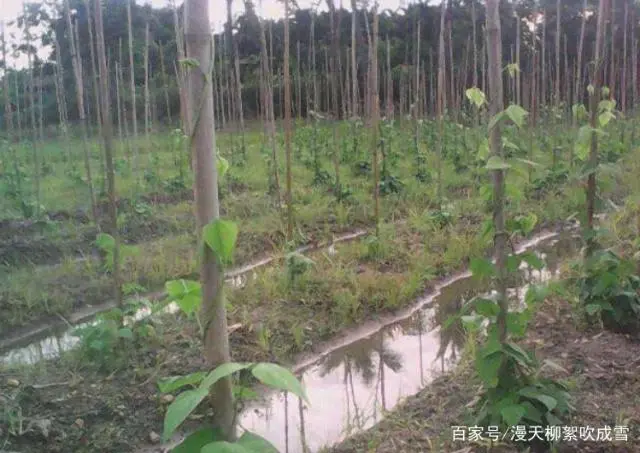 有棱丝瓜种植视频技术_种植致富项目 种植四棱豆_广东八棱瓜种植高产