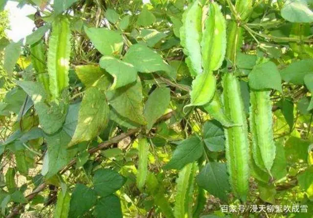 种植致富项目 种植四棱豆_广东八棱瓜种植高产_有棱丝瓜种植视频技术