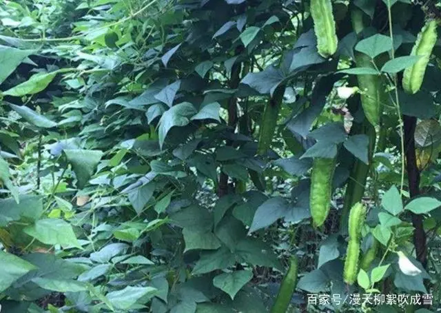 有棱丝瓜种植视频技术_种植致富项目 种植四棱豆_广东八棱瓜种植高产