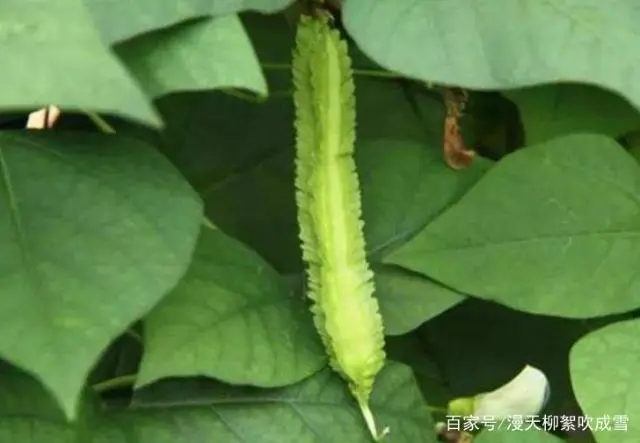 有棱丝瓜种植视频技术_广东八棱瓜种植高产_种植致富项目 种植四棱豆