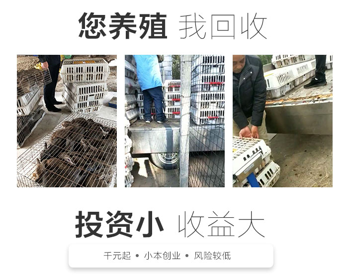 致富经养殖兔视频直播_致富经养殖兔视频_近期致富经养兔视频