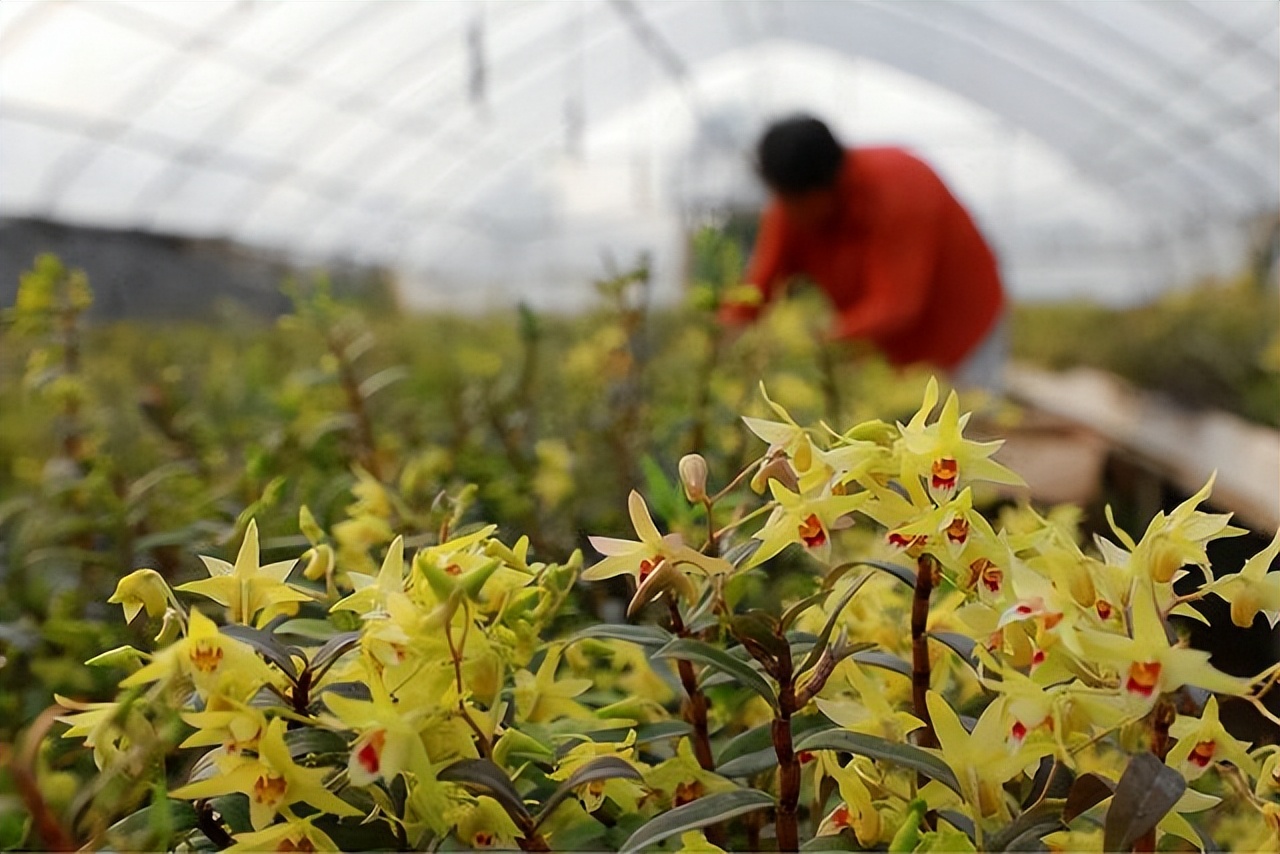 在农村选择药材种植如何？种植什么药材最挣钱呢？