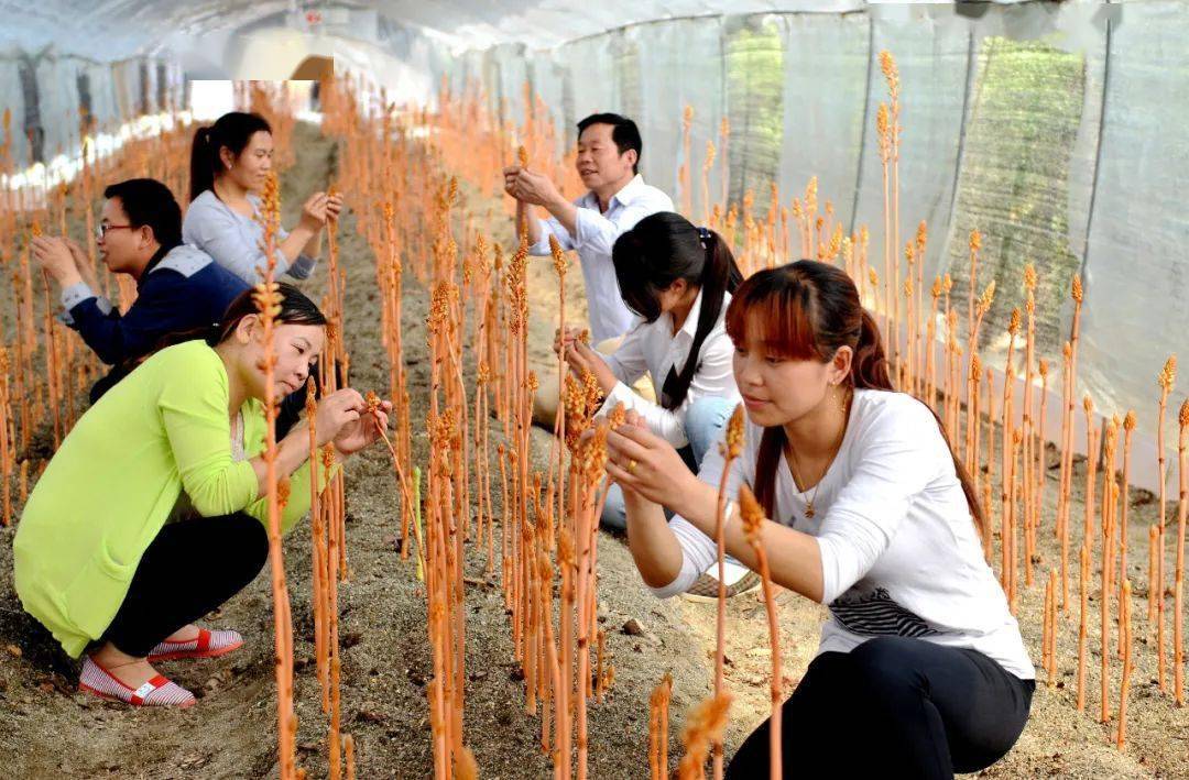 药材种植致富项目_怎样种植药材致富_药材种植业致富项目