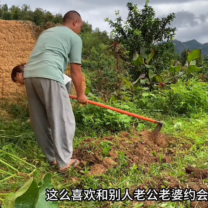 种植大白菜技术视频_视频白菜种植技术大全图片_视频白菜种植技术大全