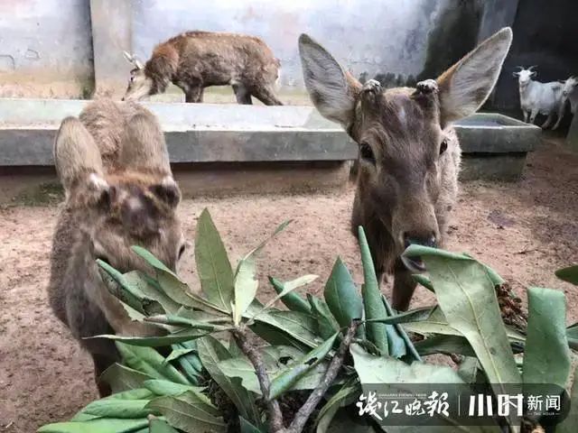 致富经狍子养殖技术视频_狍子养殖前景怎么样_生财有道狍子养殖视频