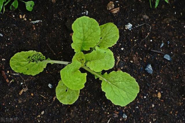 种植大白菜技术视频_白菜种植的视频_视频白菜种植技术大全图片