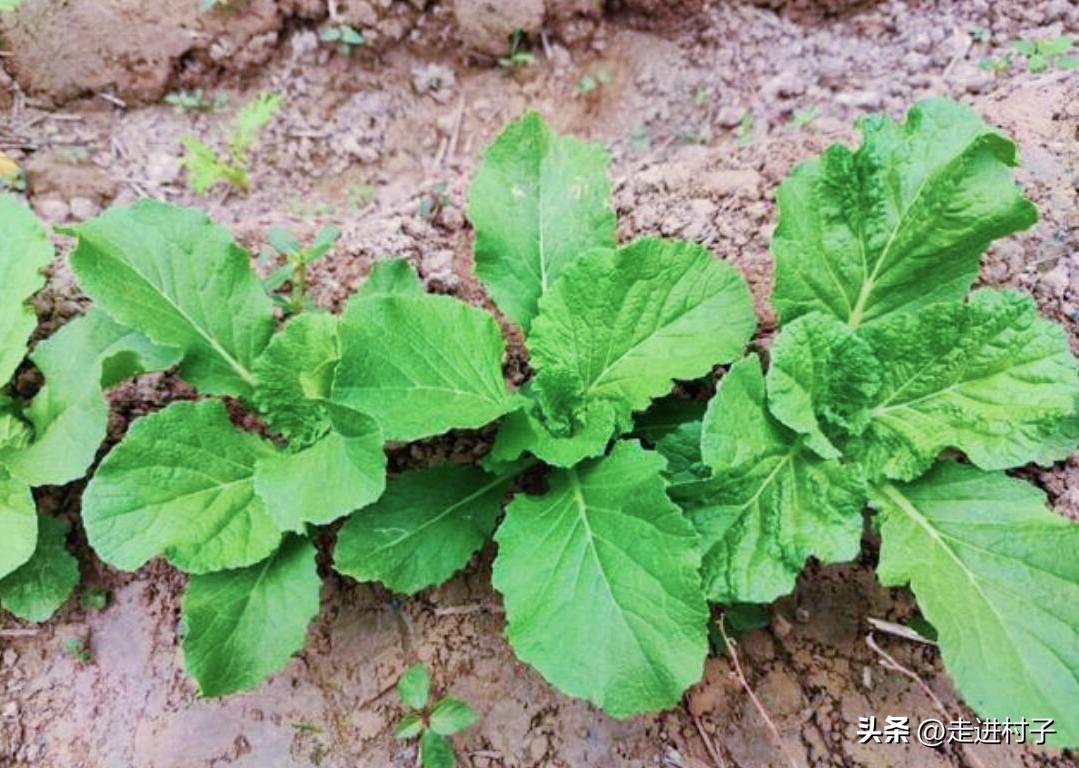 种植大白菜技术视频_视频白菜种植技术大全图片_视频白菜种植技术大师