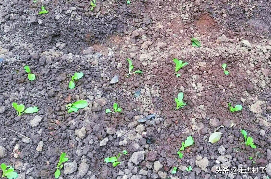 视频白菜种植技术大师_视频白菜种植技术大全图片_种植大白菜技术视频