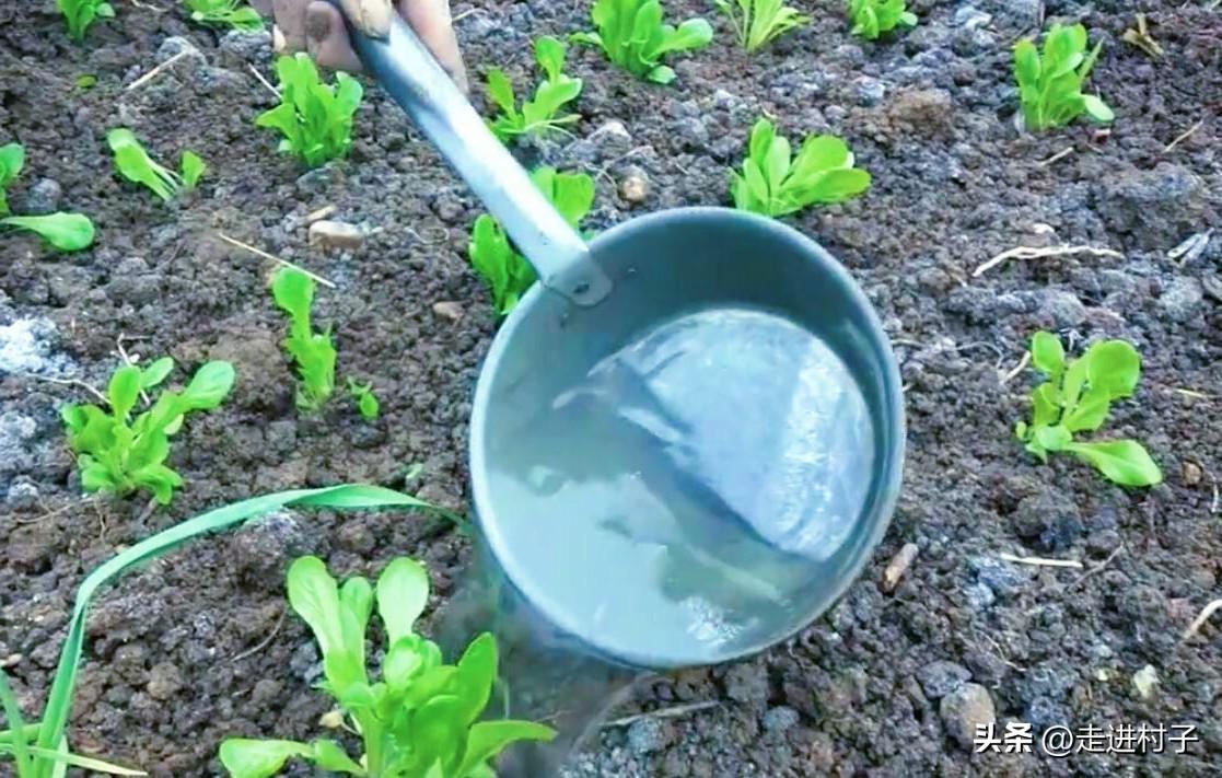 种植大白菜技术视频_视频白菜种植技术大师_视频白菜种植技术大全图片