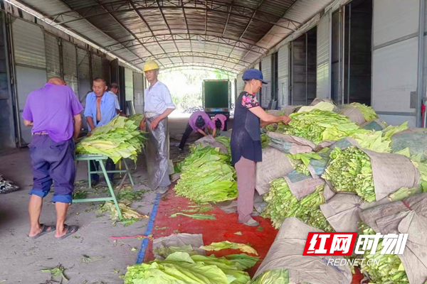 致富种植烤烟方法图片_烤烟种植致富方法_种植烤烟技术