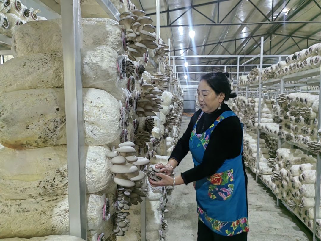 平菇基地_上思县种植平菇致富_致富经平菇种植视频