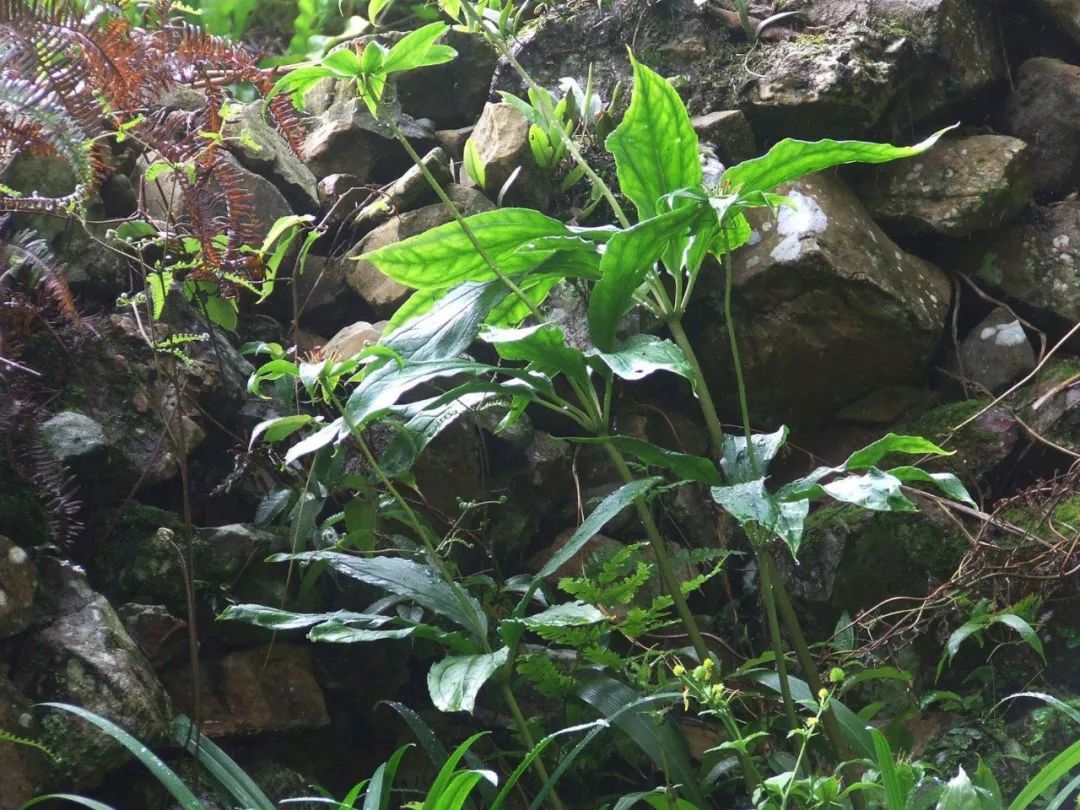 南方草药种植致富_南方种植什么药材最赚钱_致富南方种植草药有哪些