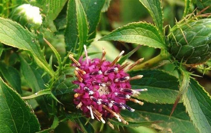 南方草药种植致富_南方种植什么药材最赚钱_致富南方种植草药有哪些