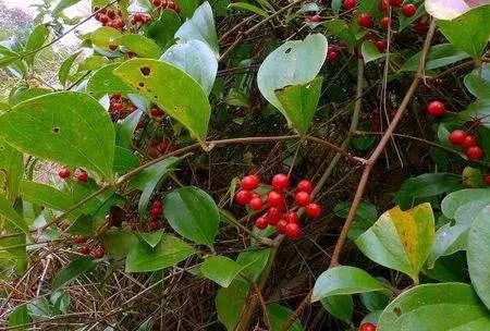 致富南方种植草药有哪些_南方种植什么药材最赚钱_南方草药种植致富