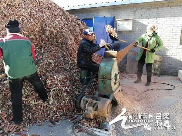 上思县种植平菇致富_致富经平菇种植视频_平菇基地